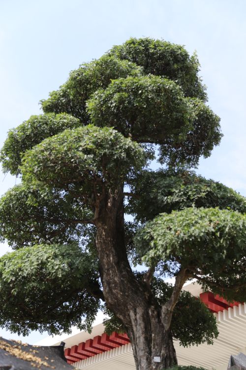 武汉体育中心的颜值(图15)